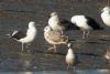 Caspian Gull at Hole Haven Creek (Steve Arlow) (81193 bytes) Caspian Gull at Hole Haven Creek (Steve Arlow) (81193 bytes)